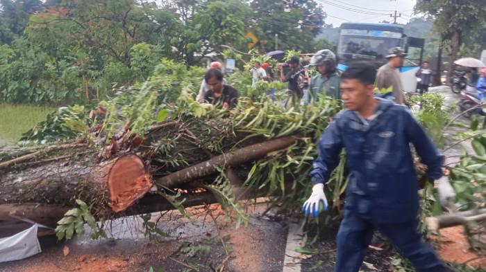Pohon tumbang diterjang angin kencang