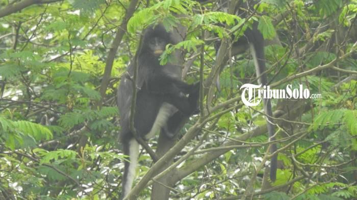 PRIMATA KHAS. Primata khas penghuni Merbabu, Surili Jawa masih terjaga di gunung Merbabu. Hewan ini menjadi indikator ekosistem di Gunung Merbabu. (istimewa)