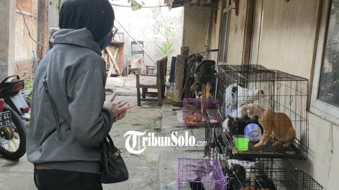 PENITIPAN KUCING TERLANTAR - Puluhan kucing ditemukan dengan kondisi terlantar dan tak terawat di salah satu penitipan hewan di Kota Solo,