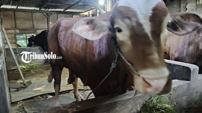 SAPI PILIHAN PRESIDEN - Glendoh, sapi jenis Limosin dengan berat 9 kuintal milik Hadi Sumanto (84) warga Dukuh Tugu, RT 1, RW 12, Desa Tangkil, Kecamatan/Kabupaten Sragen, dibeli Presiden RI Prabowo Subianto untuk hewan kurban, senilai Rp 80 juta, Rabu (13/5/2026).