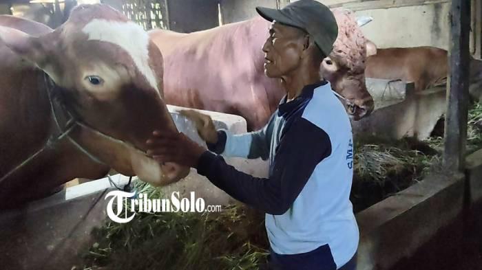 SAPI PRESIDEN. Glendoh, sapi jenis Limosin dengan berat 9 kuintal milik Hadi Sumanto (84) warga Dukuh Tugu, RT 1, RW 12, Desa Tangkil, Kecamatan/Kabupaten Sragen, dibeli Presiden RI Prabowo Subianto untuk hewan kurban, senilai Rp 80 juta, Rabu (13/5/2026).