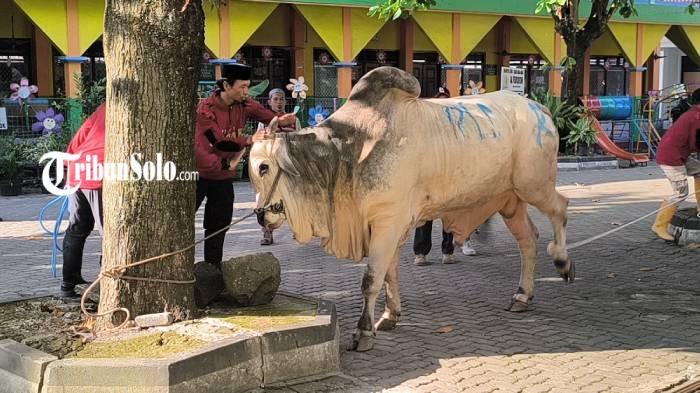 Sapi kurban Presiden RI, disembelih