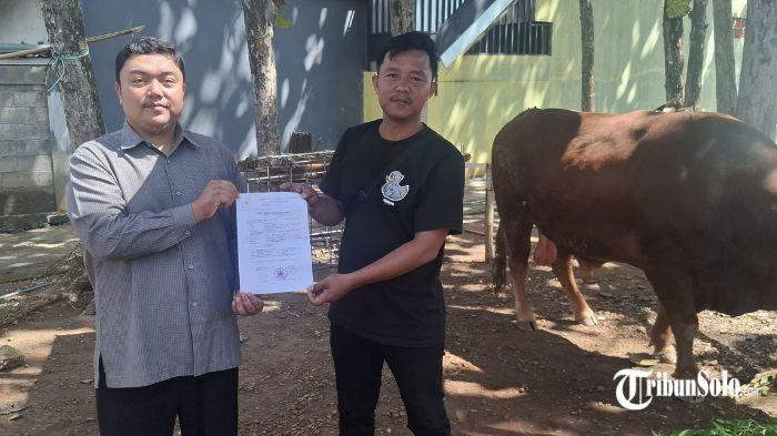 Sapi kurban bantuan Presiden Prabowo untuk Pondok Pesantren Citra Suhada