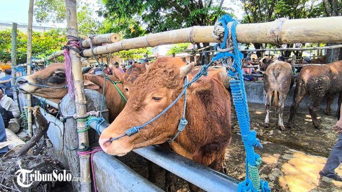Sapi kurban di Pasar Hewan Legi, Desa Bonyokan, Kecamatan Jatinom