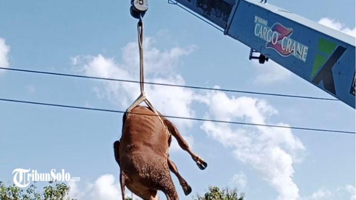 Sapi lepas dilakukan penyembelihan ditempat, kemudian diangkat crane 2