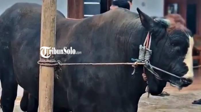 SAPI PRESIDEN. Sapi peranakan Simmental berat 1,1 ton milik Sugiarto, warga Dukuh Duwet, RT 01, RW 1, Desa Karangrejo, Kecamatan Kerjo, Kabupaten Karanganyar yang dibeli Presiden Prabowo Subianto. Hewan kurban Idul Adha tahun 1447 H / 2026 M dengan ini dibeli dengan nilai Rp 110 juta.