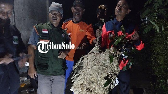 Sarang Tawon Vespa Affinis Raksasa di Klaten Dimusnahkan, Relawan Evakuasi saat Malam Hari