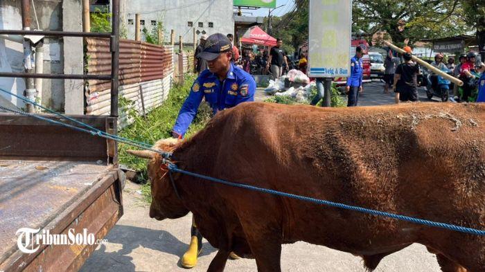 Seekor sapi kurban di Desa Laban, Kecamatan Mojolaban, Kabupaten Sukoharjo 2