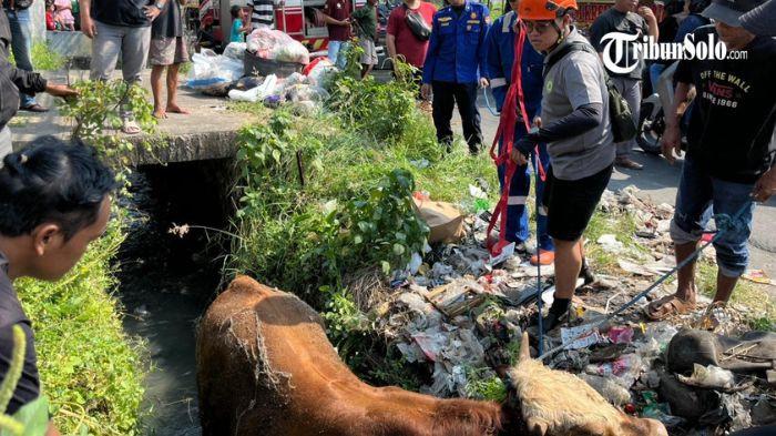 NGAMUK - Seekor sapi kurban di Desa Laban, Kecamatan Mojolaban, Kabupaten Sukoharjo mengamuk saat hendak disembelih pada perayaan Idul Adha 1447 H/2026 M, Kamis (28/5/2026). Sapi tersebut tiba-tiba lepas dari ikatan lalu berlari hingga akhirnya terperosok ke dalam selokan di Jalan Kyai Mojo.