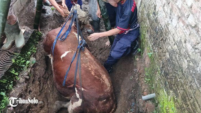 Seekor sapi limousin berbobot lebih dari 500 kilogram tercebur ke dalam sumur