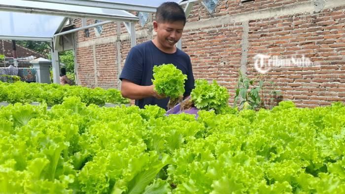 CUAN. Warga Desa Majenang, Kecamatan Sukodono, Kabupaten Sragen  saat ditemui TribunSolo.com, Rabu (14/1/2026). Dia memiliki kebun selada di lahan tak produktif, kini hasilkan omzet lebih dari Rp 20.000.000 per bulan.