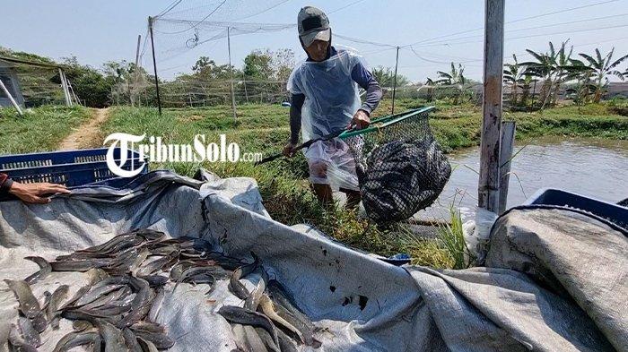 Seorang petani tengah memanen ikan lele di Kampung Lele, Desa Tegalrejo, Kecamatan Sawit, Boyolali, Senin (9/10/2023)
