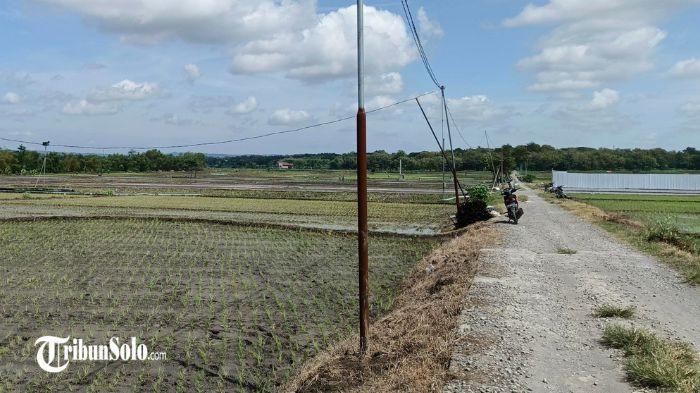 Suasana sawah di Desa Canden, Kecamatan Sambi, Jumat (28/11/2025)
