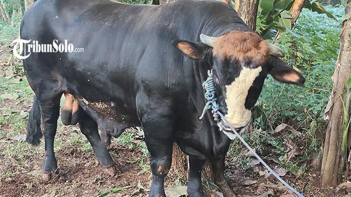 TRUK PENGANGKUT MOGOK - Ragil, sapi kurban yang dibeli Presiden Prabowo Subianto dari Sugiarto (30) warga Desa Karangrejo, Kecamatan Kerjo, Kabupaten Karanganyar akan disembelih di Masjid Babussalam, Dusun Salam, Desa Ngunut, Kecamatan Jumantono, Kabupaten Karanganyar, Rabu (27/5/2026). Truk pengangkut sapi yang mengantarkan Ragil ke Jumantono sempat mogok. Awalnya sapi dijadwalkan tiba sore hari, namun baru tiba malam hari.