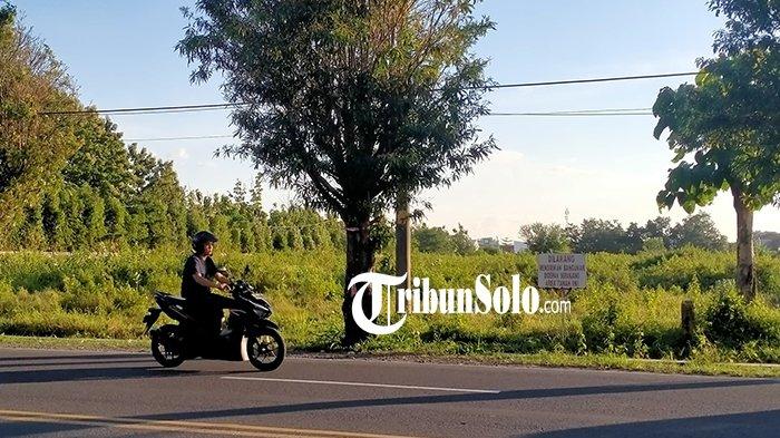 Masih Berupa Lahan Kosong, Tanah Pensiunan Jokowi di Colomadu Sering Dipakai Angon Ternak