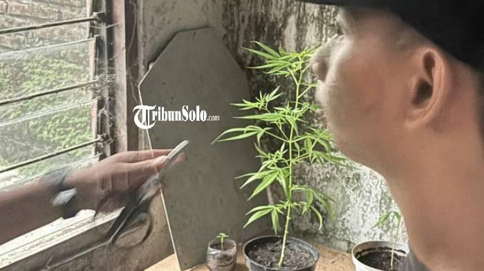 Tanam ganja di Solo
