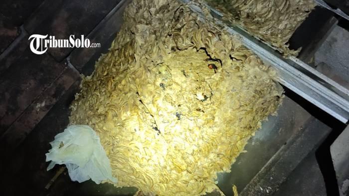 ILUSTRASI. Petugas dari Damkar Boyolali naik ke atap rumah warga Dukuh Gatak Dampit, Desa Randusari, Kecamatan Teras, Kabupaten Boyolali pada Kamis (27/11/2025). Tawon vespa menyerang empat orang sampai masuk rumah sakit.