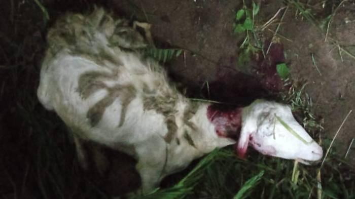 MATI. Ternak warga Beruk, Jatiyoso, Karanganyar yang disebut diserang macan tutul. Polisi sedang menelusuri kasus ini. (Istimewa)