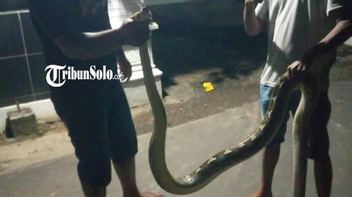 DITANGKAP. Ular piton berkeliaran ditangkap warga Barengan, Desa Salakan, Kecamatan Teras, Kamis (19/3/2026). Ular ini diketahui hendak masuk ke pemukiman warga. (Istimewa)