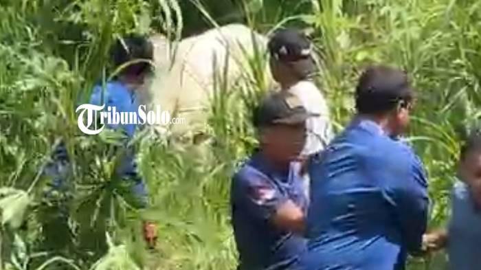 SAPI LEPAS. Tangkapan layar video proses evakuasi hewan kurban sapi di Masjid Al Mujijah, Kelurahan Sine, Kecamatan/Kabupaten Sragen, Rabu (27/5/2026). Sapi tersebut lepas saat hendak disembelih.
