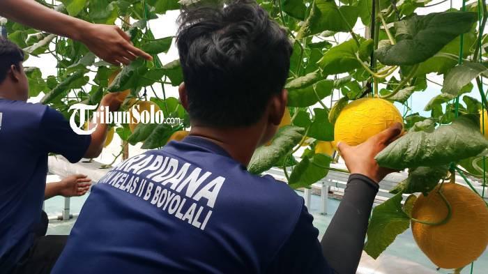 PETIK MELON. Warga binaan Rutan Kelas IIB Boyolali memetik melon pada Senin (11/5/2026). Program ini dibuat agar warga binaan tetap produktif.