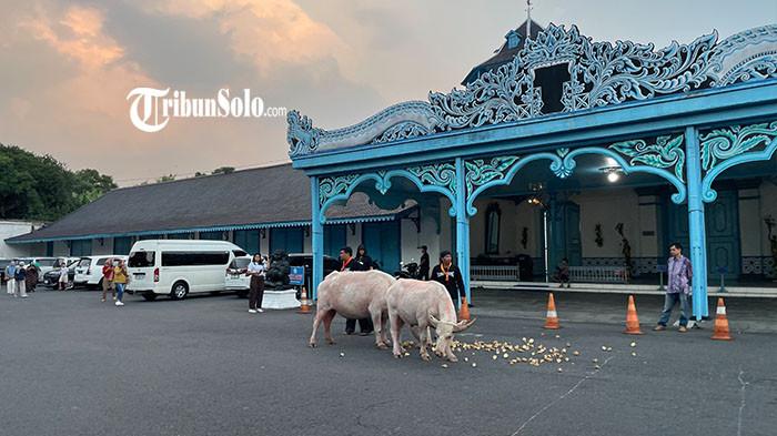 GLADI BERSIH - Kebo bule Kyai Slamet saat menjalani gladi bersih Kirab Malam 1 Suro Keraton Solo, Minggu (14/6/2026). Polemik dualisme Keraton Solo kembali muncul pasca LDA mempersoalkan biaya perawatan Kebo Bule yang akan menjadi cucuk lampah di Kirab Malam 1 Suro.