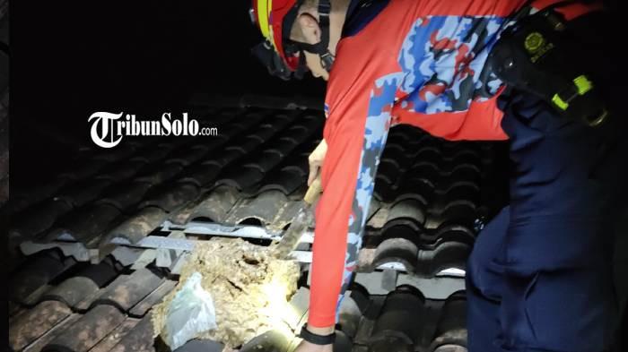 EVAKUASI. Petugas dari Damkar Boyolali naik ke atap rumah warga Dukuh Gatak Dampit, Desa Randusari, Kecamatan Teras, Kabupaten Boyolali pada Kamis (27/11/2025). Tawon vespa menyerang empat orang sampai masuk rumah sakit.