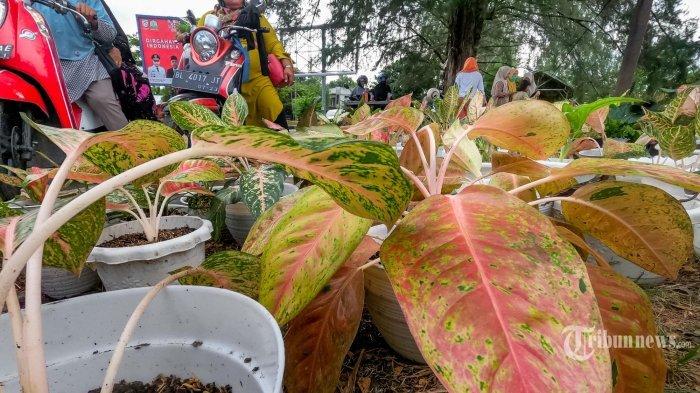 Awas Punya Aglonema Jenis Ini Bisa Jadi Sasaran Pencuri, Ternyata Laku Dijual sampai Jutaan Rupiah