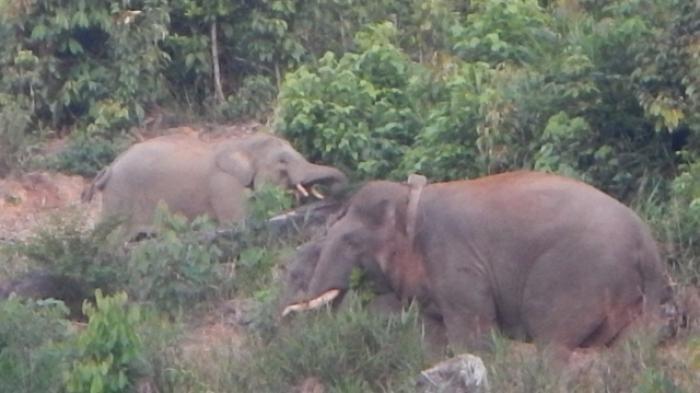 Kronologi Pria di Aceh Berhasil Selamat Usai Diinjak Gajah, Sempat Sembunyi Namun Tetap Diamuk