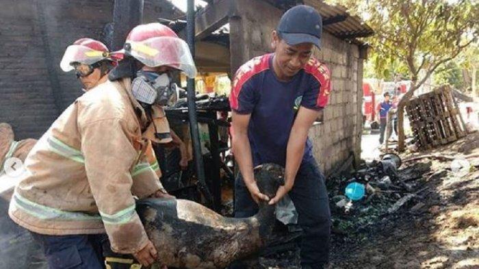 Kebakaran di Polokarto Sukoharjo, Empat Ekor Kambing Mati Jadi 'Kambing Panggang'