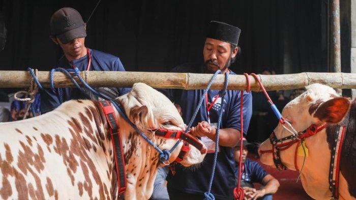 KONTES SAPI - Gelaran Kontes Sapi Asosiasi Peternak dan Penggemuk Sapi Indonesia (APPSI) yang dihelat di Kabupaten Wonosobo, Jawa Tengah, pada Sabtu, 25 April 2026