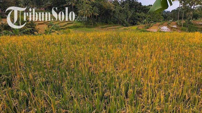 Keluhan Petani Sukoharjo ke Plt Mentan Arief : Dari Dam Colo Sampai Harga Pupuk Non Subsidi Mahal