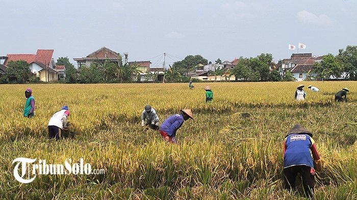 Usulan Petani Sukoharjo soal Pembelian BBM untuk Alat Tani : Surat Rekomendasi Dikeluarkan Kades