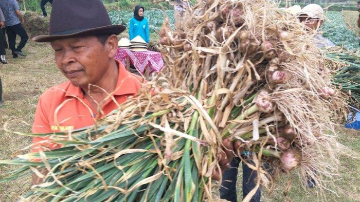 Bangkitnya Budidaya Bawang Putih di Karanganyar Setelah Sempat Vakum Selama 20 Tahun
