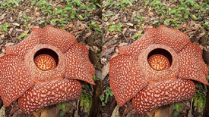 Hari ini 25 Tahun Ditetapkan Jadi Bunga Nasional, Begini Seluk Beluk Bunga Rafflesia Arnoldii