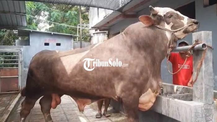 sapi Presiden jumbo