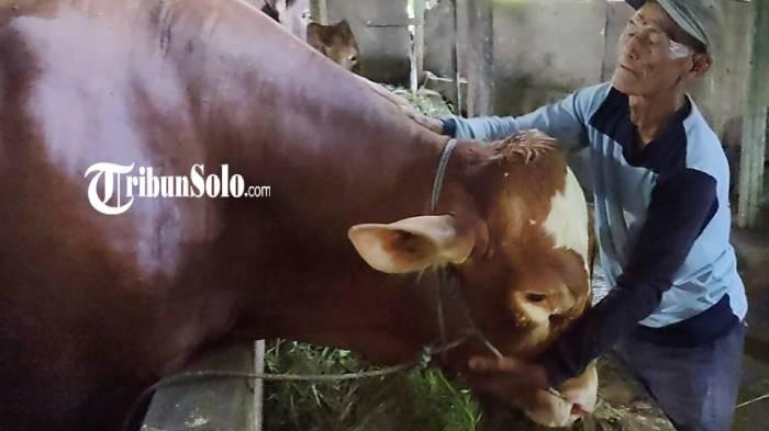 SAPI PRESIDEN. Glendoh, sapi jenis Limosin dengan berat 9 kuintal milik Hadi Sumanto (84) warga Dukuh Tugu, RT 1, RW 12, Desa Tangkil, Kecamatan/Kabupaten Sragen, dibeli Presiden RI Prabowo Subianto untuk hewan kurban, senilai Rp 80 juta, Rabu (13/5/2026).