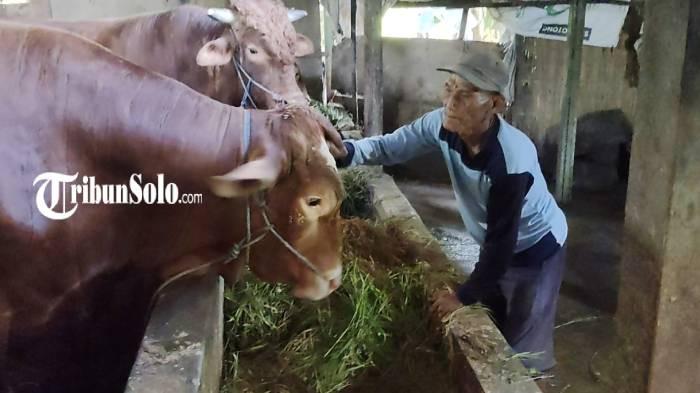 SAPI PRESIDEN. Glendoh, sapi jenis Limosin dengan berat 9 kuintal milik Hadi Sumanto (84) warga Dukuh Tugu, RT 1, RW 12, Desa Tangkil, Kecamatan/Kabupaten Sragen, dibeli Presiden RI Prabowo Subianto untuk hewan kurban, senilai Rp 80 juta, Rabu (13/5/2026).