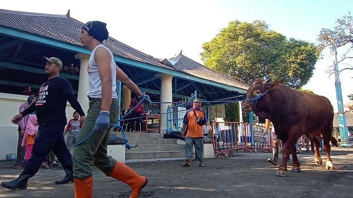 Daftar Masjid dan Ponpes di Solo yang Dapat Jatah Sapi Kurban dari Presiden Jokowi, Ada Masjid Agung