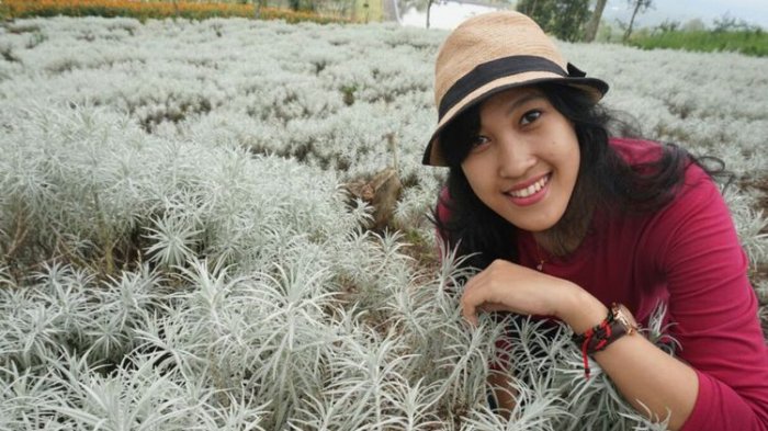 Cocok Buat Foto, 3 Padang Edelweis di Bali Ini Bisa Jadi Alternatif Liburan yang Asyik