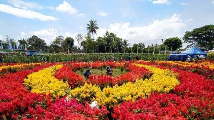 pengunjung kembang desa dawung saat berfoto di tengah hamparan bunga celosia