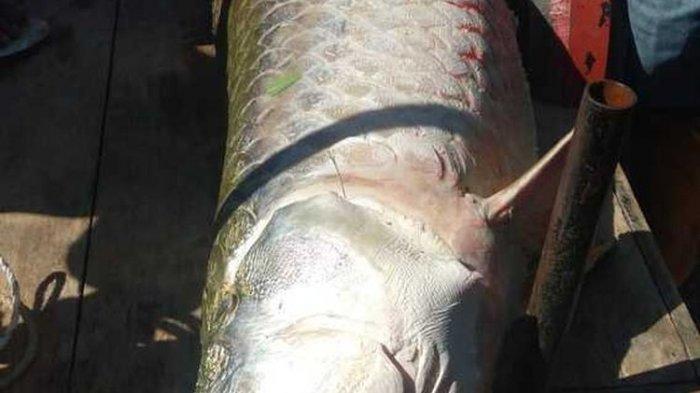 Temuan Ikan Raksasa di Lhokseumawe Ternyata Jenisnya Asal Sungai Amazon, Dijual Rp 2 Juta di Pasar