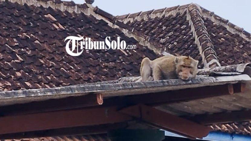 Tribun