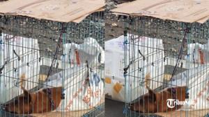 Anjing-nampak-dibawa-menggunakan-kandang-besi.jpg