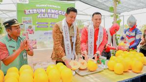 Bupati-hamenang-panen-buah.jpg