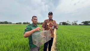 Bupati-hamenang-tinjau-sawah-di-klaten.jpg