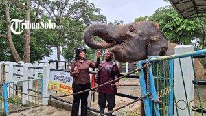 Gajah-di-Taman-Satwa-Waduk-Gajah-Mungkur-Wonogiri-saat-berinteraksi.jpg