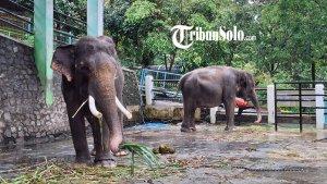 Gajah-di-Wonogiri.jpg