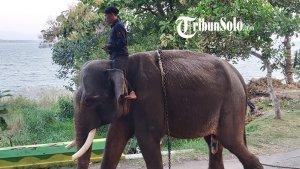 Gajah-saat-dinaiki.jpg