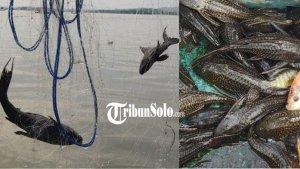 Ikan-sapu-sapu-di-sragen.jpg
